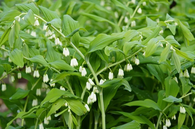 Professional Herb Processing